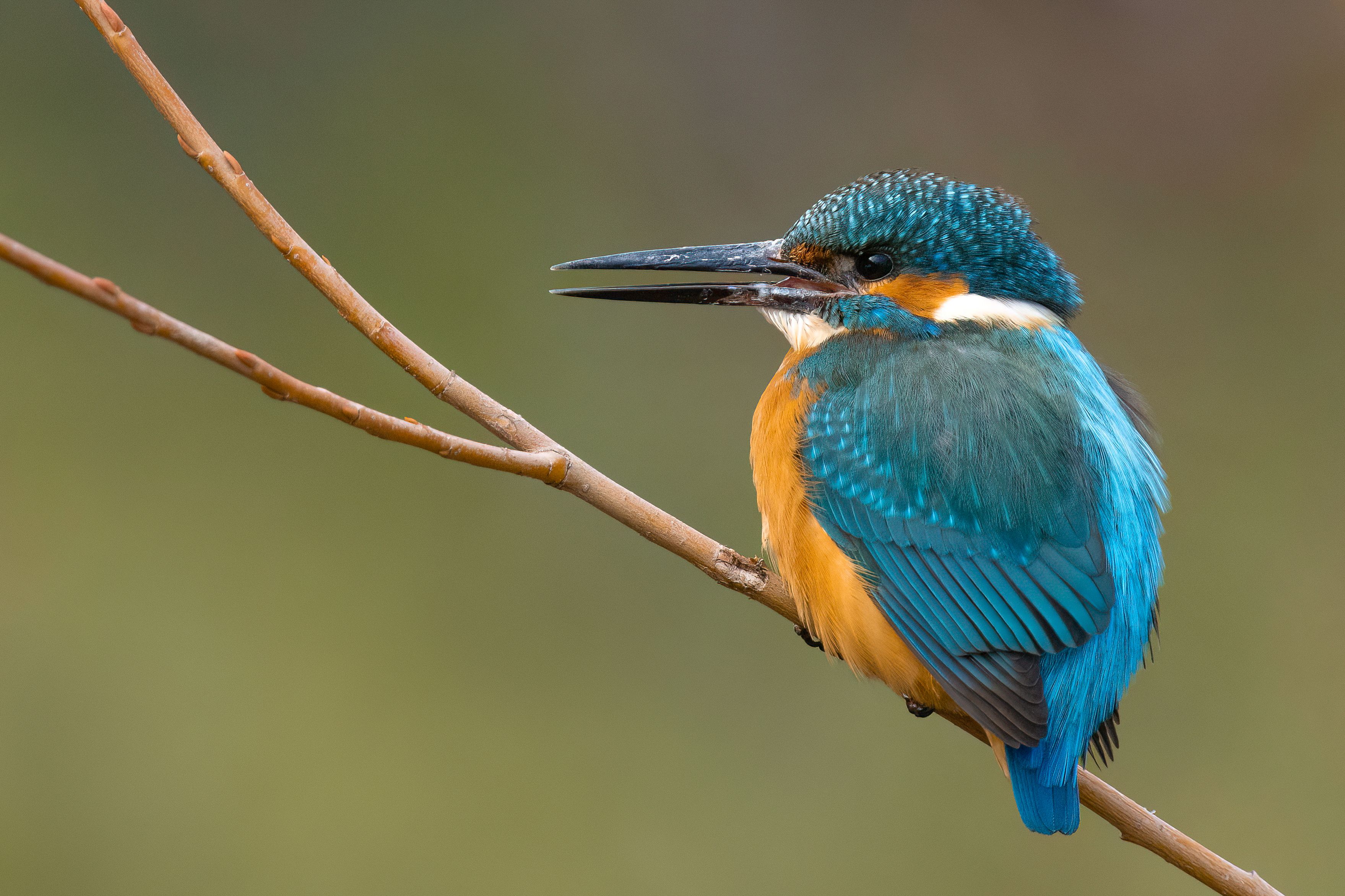 Vortrag: Der Eisvogel - Vogel des Jahres 2026