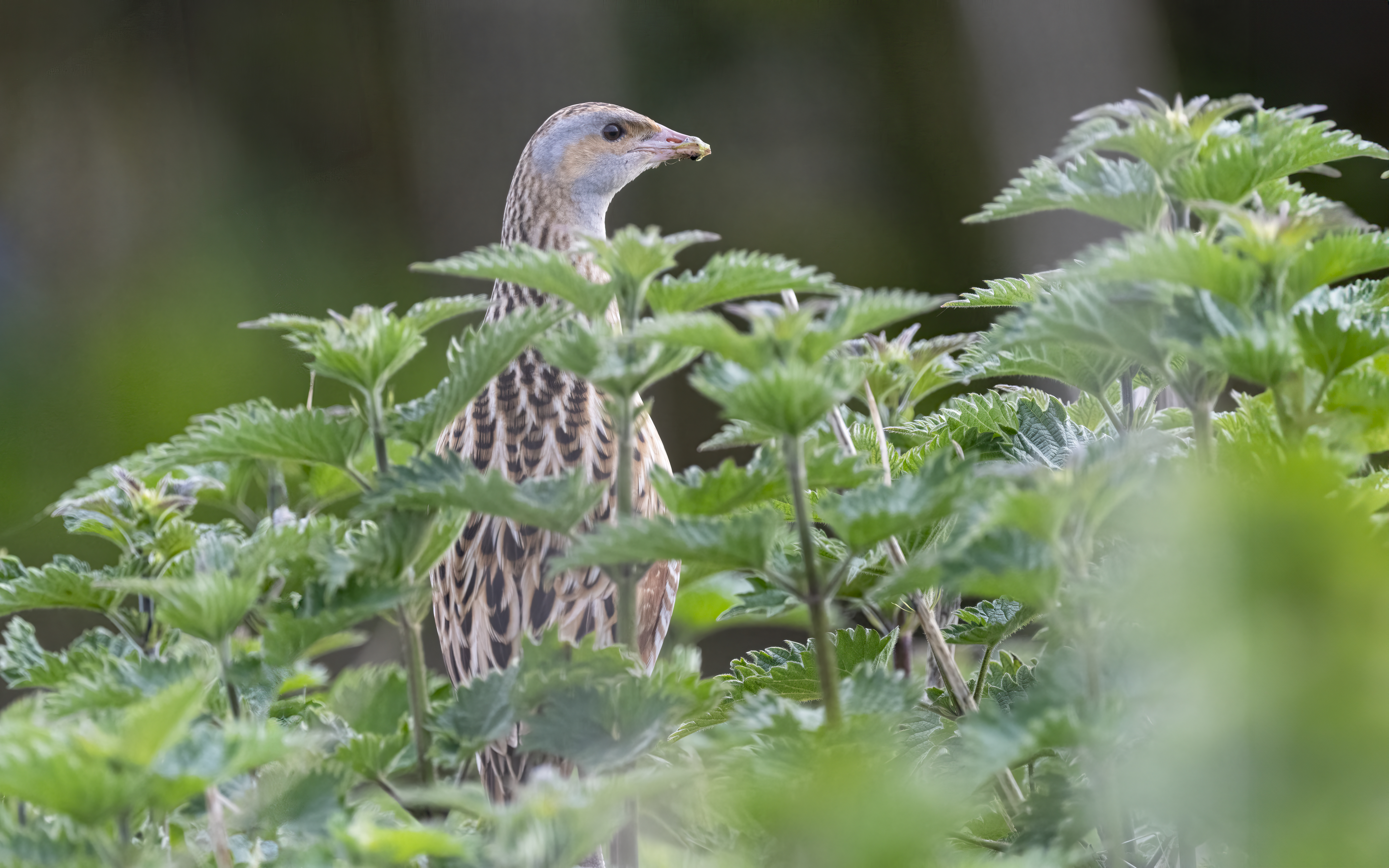 Vortrag: Der Wachtelkönig