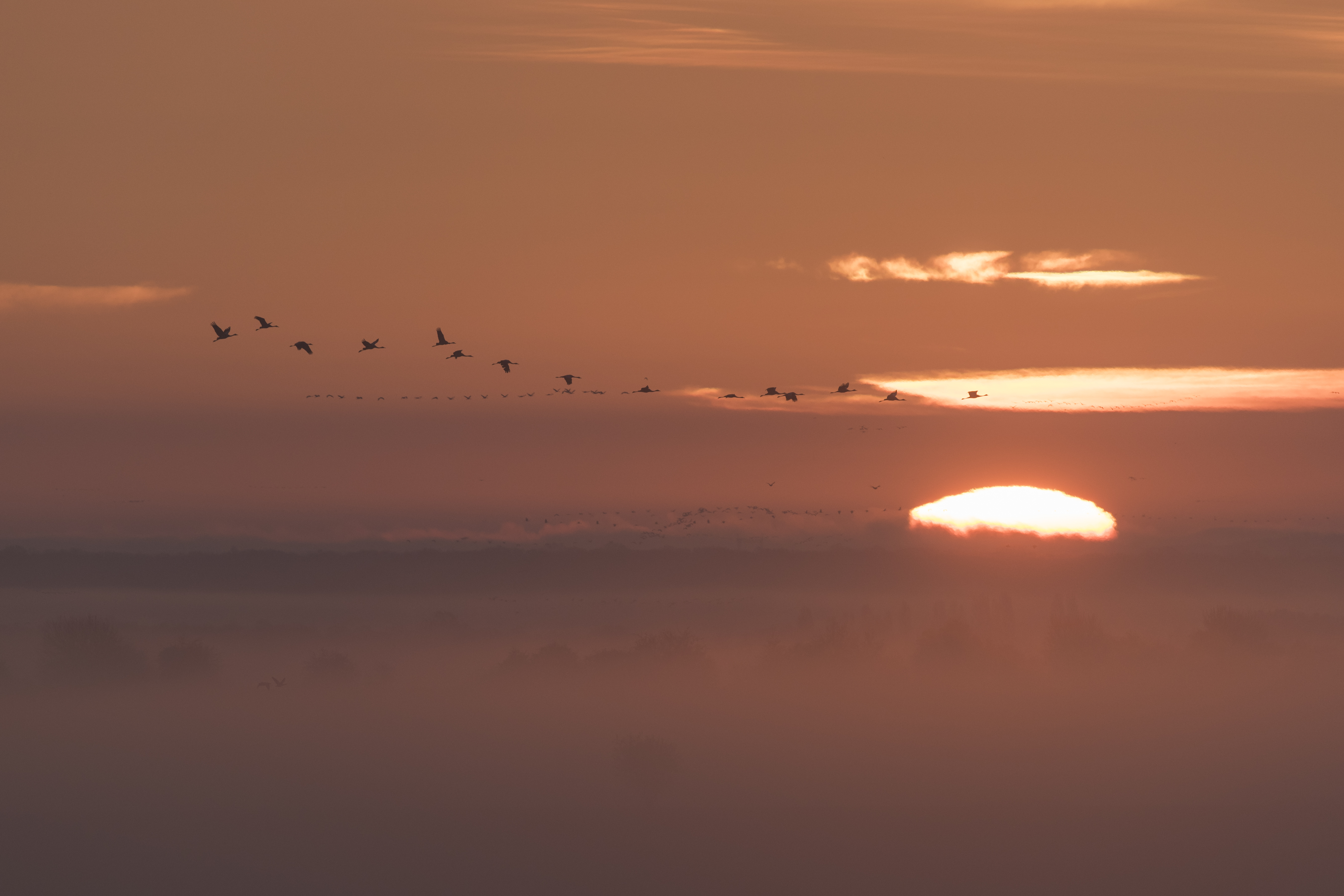 Vortrag: Naturphänomen Vogelzug